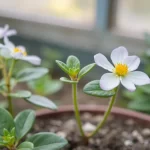 Opciones para ajustar una plantilla sin despido colectivo